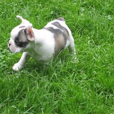 Fransk bulldog Elvis Lilo del Spica