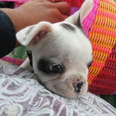 Fransk bulldog Elvis Lilo del Spica