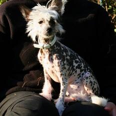 Chinese crested hårløs Kalif