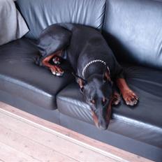 Dobermann Zippo