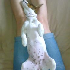 Jack russell terrier Freja