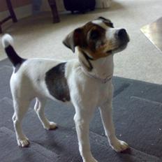 Jack russell terrier Freja