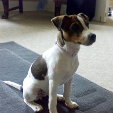 Jack russell terrier Freja