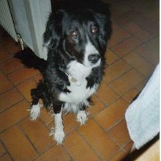 Border collie Mulle DØD