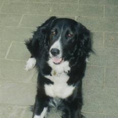 Border collie Mulle DØD