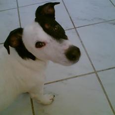 Jack russell terrier Figo