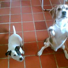 Jack russell terrier Figo