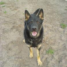 Schæferhund Ollie *Solgt*