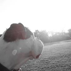 Amerikansk bulldog ben R.I.P 4/2-07-20/2-09