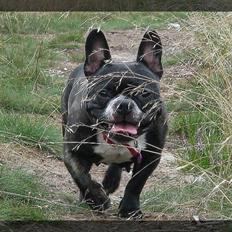 Fransk bulldog Frida