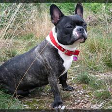 Fransk bulldog Frida