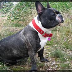 Fransk bulldog Frida