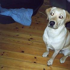 Blanding af racer bamse