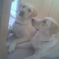 Blanding af racer bamse