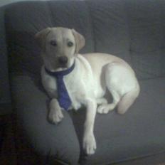 Blanding af racer bamse