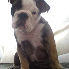 Engelsk bulldog Bella