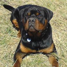 Rottweiler Zaiko