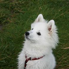 Japansk spids Aya aka Aysen Nicolaisen