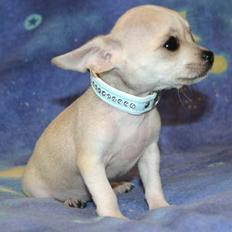 Chihuahua Maverick-Gucci