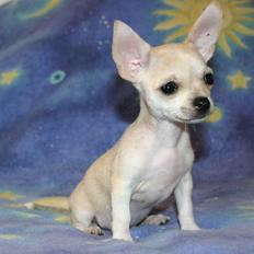 Chihuahua Maverick-Gucci