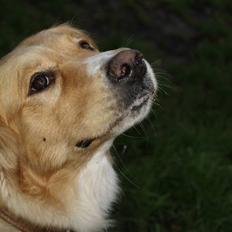 Blanding af racer Mira