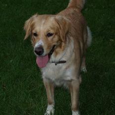 Blanding af racer Mira