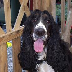 Cocker spaniel Ludvig