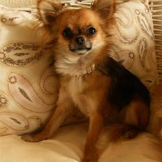 Chihuahua      *Coco Chanel* 