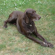 Korthåret hønsehund Rico R.I.P.