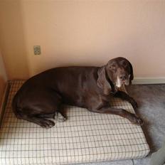 Korthåret hønsehund Rico R.I.P.