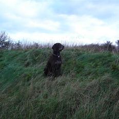 Korthåret hønsehund Rico R.I.P.