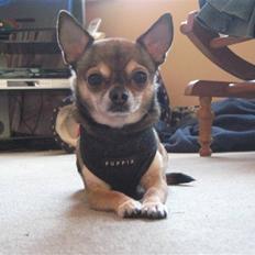 Chihuahua Lillepuslings Hr. Simba 