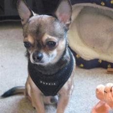 Chihuahua Lillepuslings Hr. Simba 