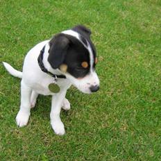 Dansk svensk gaardhund Jenni