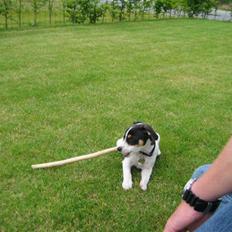 Dansk svensk gaardhund Jenni