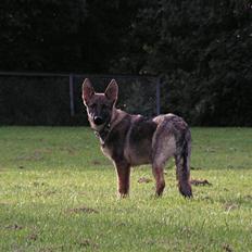 Schæferhund Team Rapi Bacardi(Lotte)