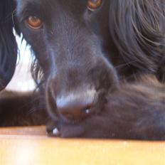 Blanding af racer Freddy