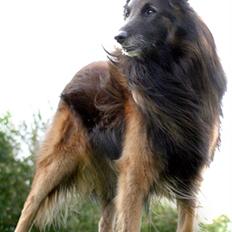 Tervueren Didder