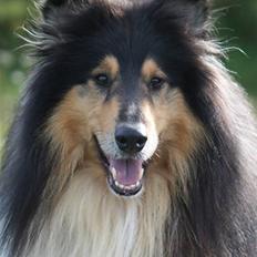 Collie langhåret Tjalfe
