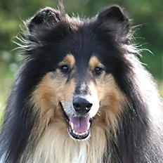Collie langhåret Tjalfe