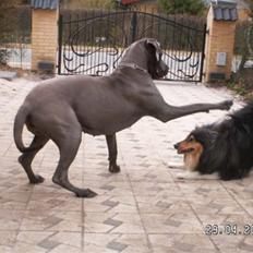 Collie langhåret Tjalfe