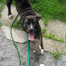 Amerikansk bulldog Buller