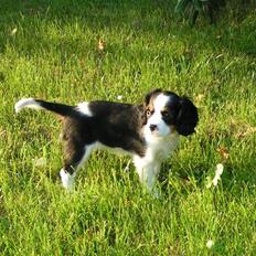 Cavalier king charles spaniel Luna