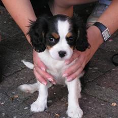 Cavalier king charles spaniel Luna