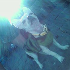 Chihuahua Maverick-Gucci