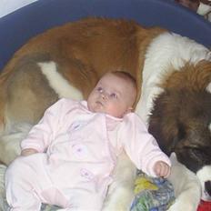 Sankt bernhardshund Bamse Død den 10/9-08