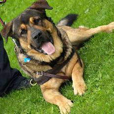 Blanding af racer Loke Rott/schæfer/norsk elg hund