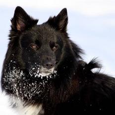 Islandsk fårehund Balder