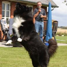Islandsk fårehund Balder