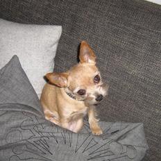 Blanding af racer Pyt